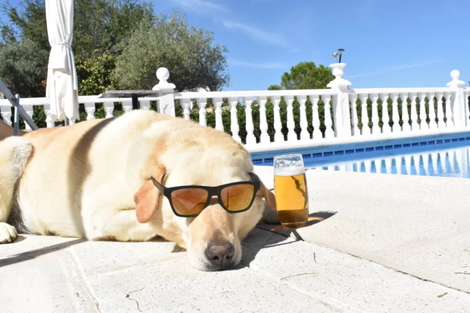 Dog Days of Summer